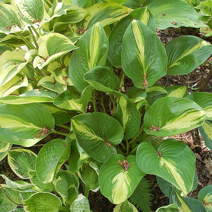 Hosta Broad Street (Porto)