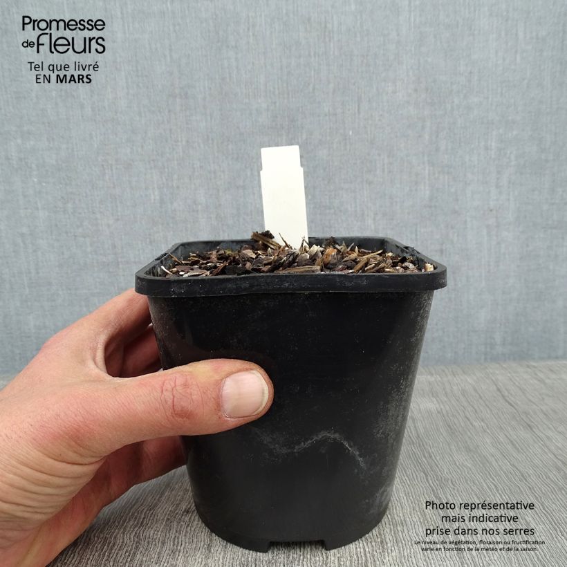 Hosta Broadway Vaso da 1,5L/2L esemplare consegnato in inverno