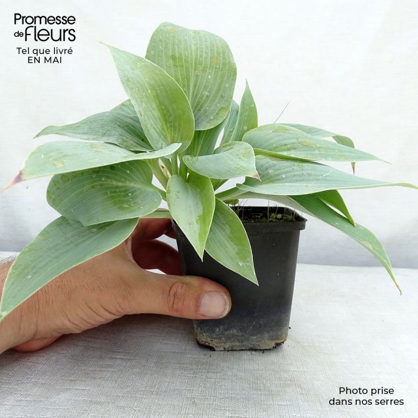 Hosta Canadian Blue Vasetto da 8/9 cm esemplare consegnato in primavera