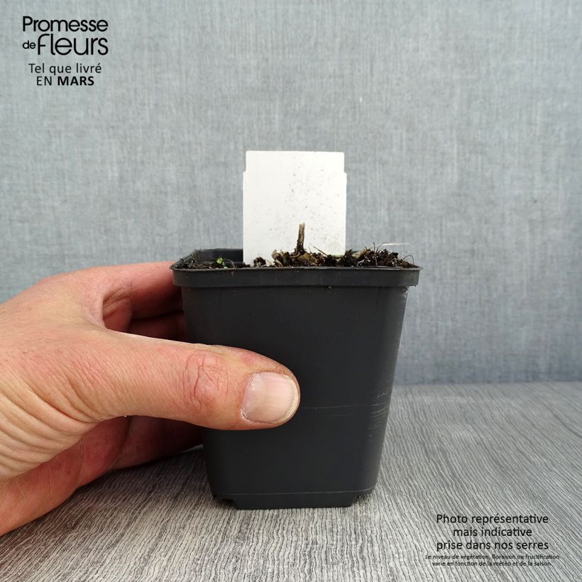 Hosta Canadian Blue Vasetto da 8/9 cm esemplare consegnato in inverno