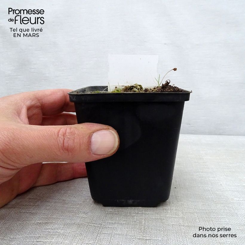 Hosta Carnival Vasetto da 8/9 cm esemplare consegnato in primavera