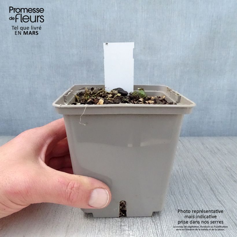 Hosta Center Of Attention Vaso da 1L/1,5L esemplare consegnato in primavera