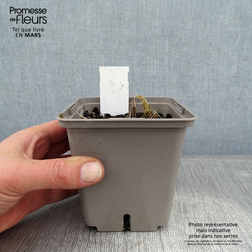 Hosta Center Of Attention Vaso da 1L/1,5L esemplare consegnato in inverno