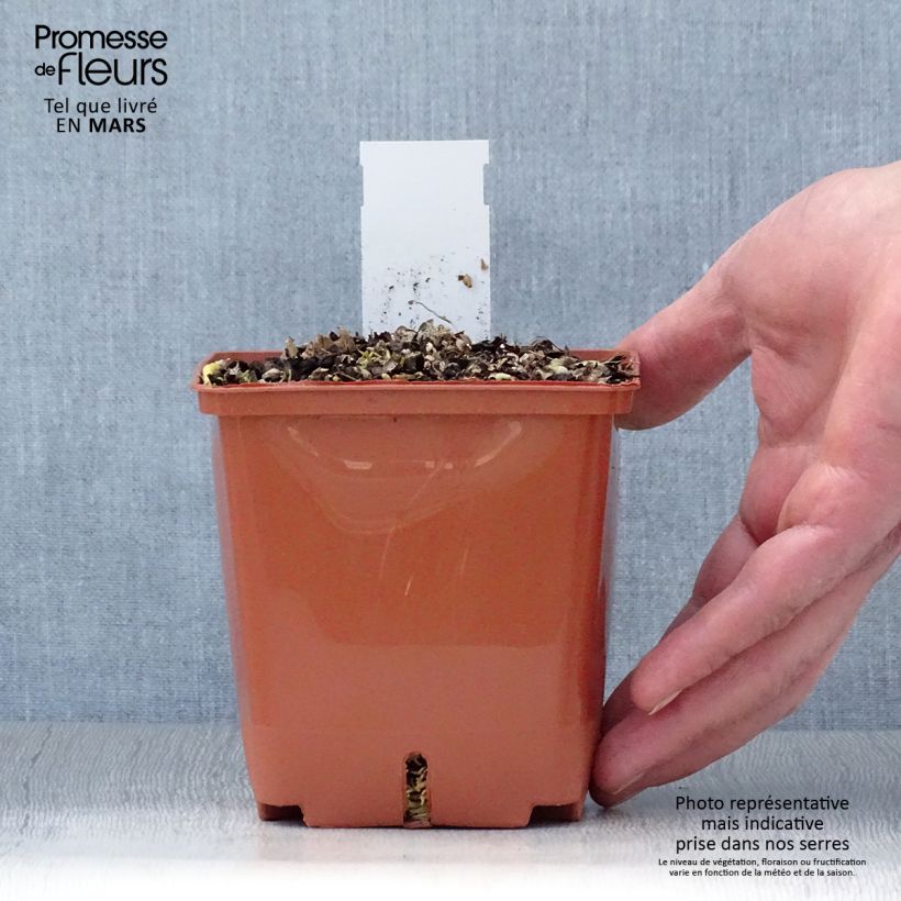 Hosta Christmas Tree Vaso da 1L/1,5L esemplare consegnato in primavera