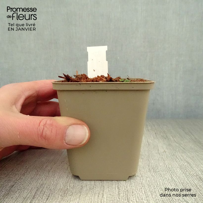 Hosta Clifford's Forest Fire Vasetto da 8/9 cm esemplare consegnato in inverno