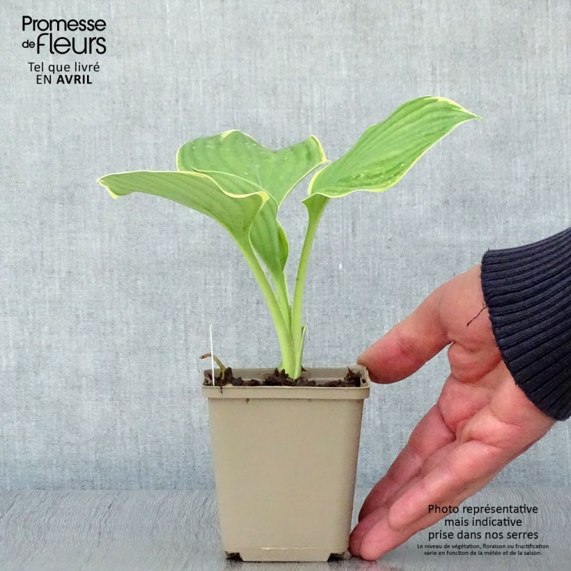 Hosta Clifford's Forest Fire Vasetto da 8/9 cm esemplare consegnato in primavera
