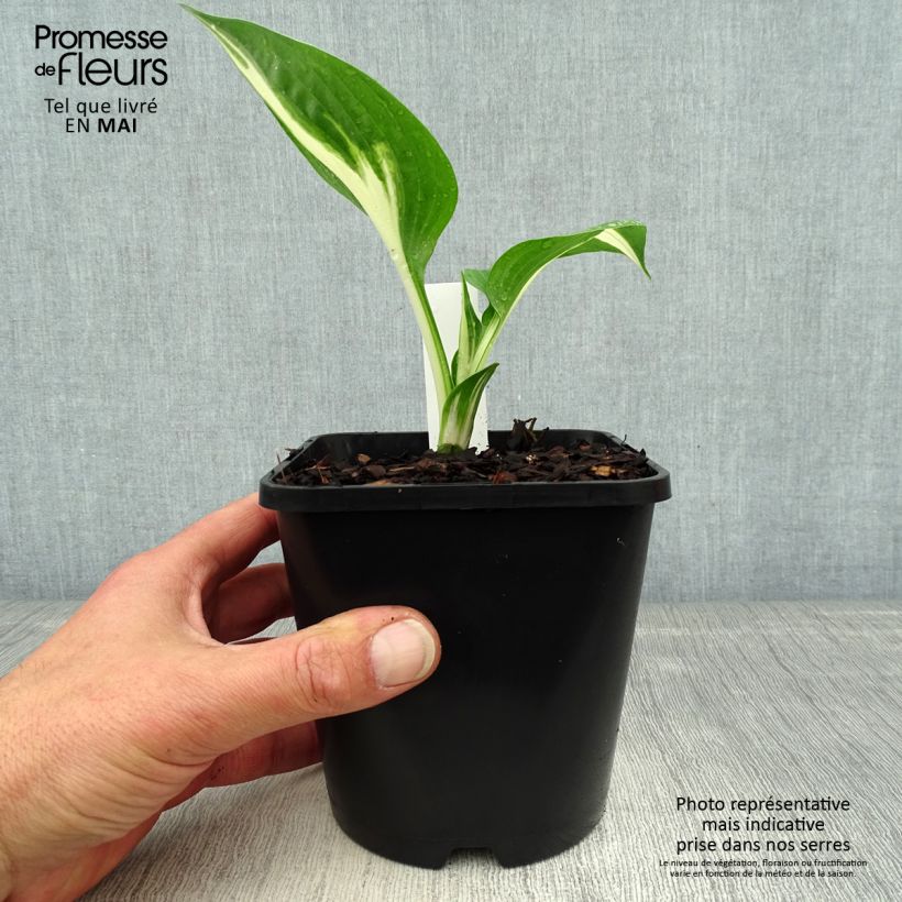Hosta Clifford's Stingray Vaso da 1,5L/2L esemplare consegnato in primavera