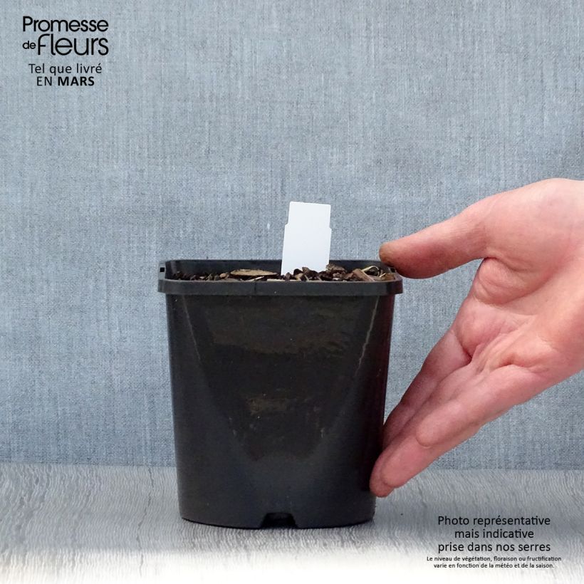 Hosta Coast to Coast Vaso da 1,5L/2L esemplare consegnato in primavera