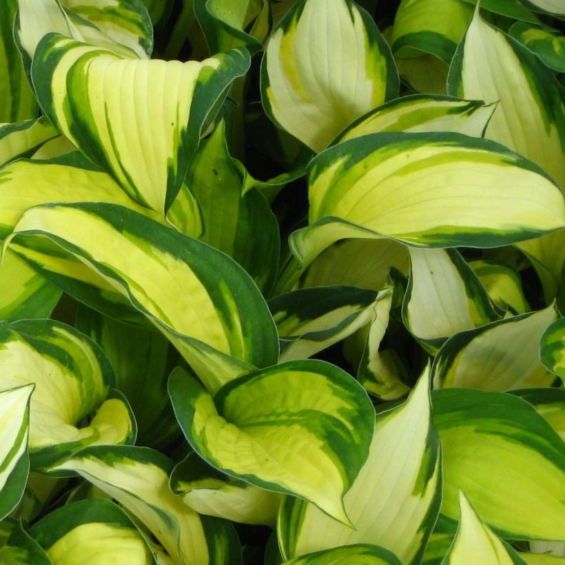 Hosta Color Festival (Fogliame)