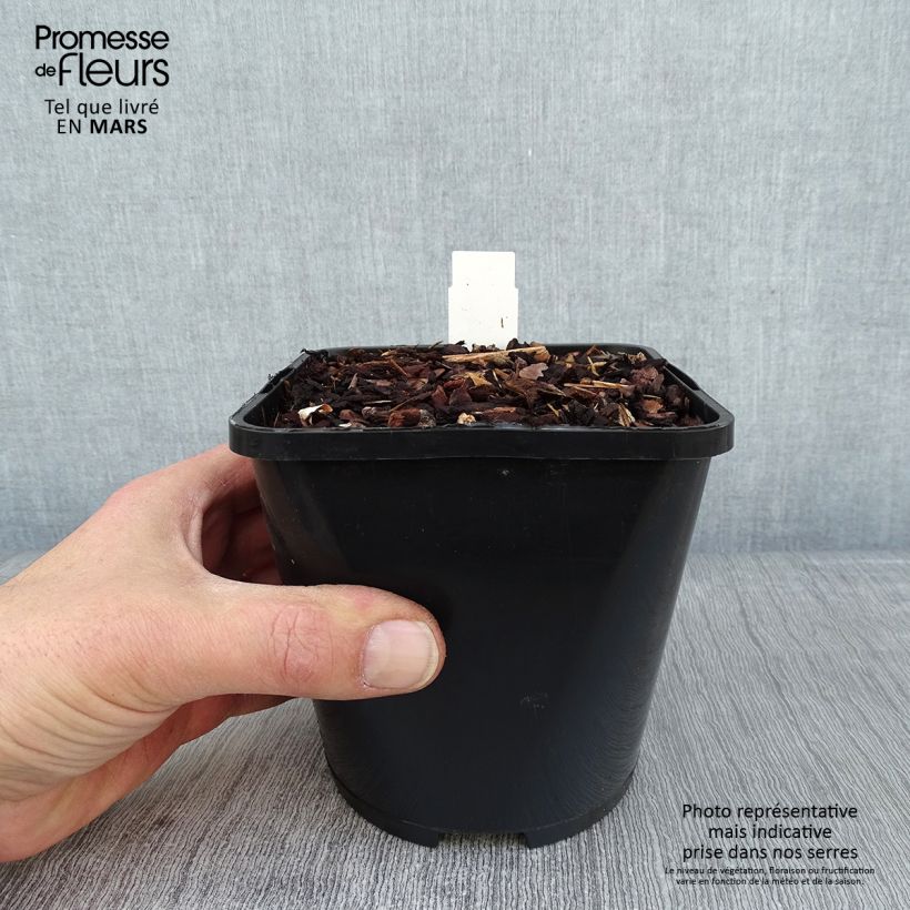 Hosta Color Festival Vaso da 1,5L/2L esemplare consegnato in inverno