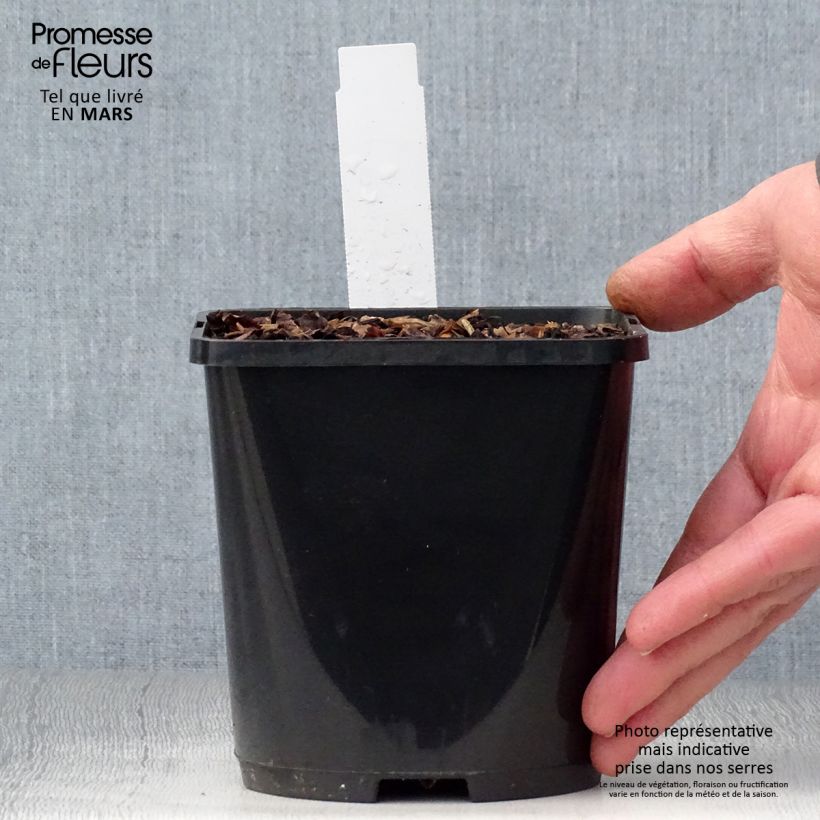 Hosta Color Festival Vaso da 1,5L/2L esemplare consegnato in primavera