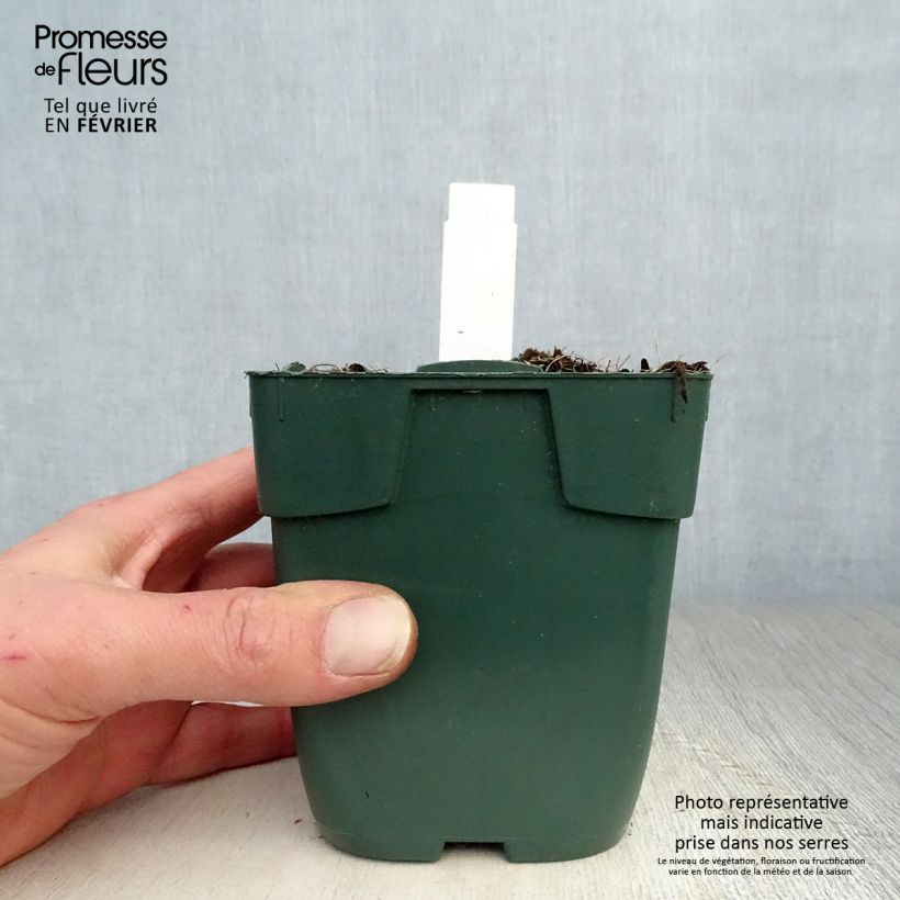 Hosta Delta Dawn Vasetto da 8/9 cm esemplare consegnato in inverno