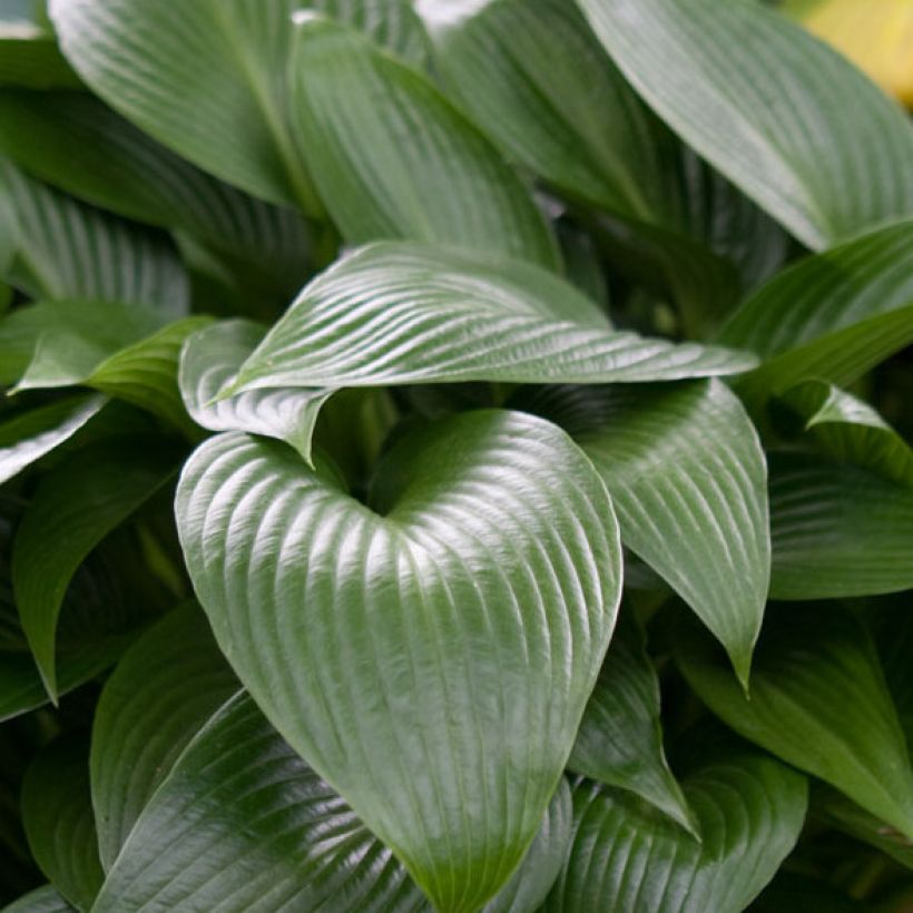 Hosta Devon Green (Fogliame)