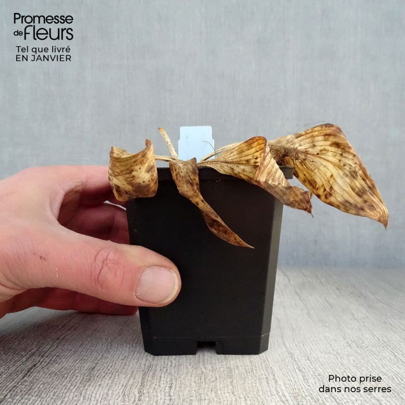 Hosta Devon Green Vasetto da 8/9 cm esemplare consegnato in inverno