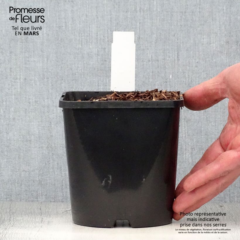 Hosta Diamond Lake Vaso da 1,5L/2L esemplare consegnato in primavera