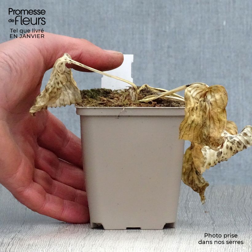 Hosta Dream Queen Vasetto da 8/9 cm esemplare consegnato in inverno