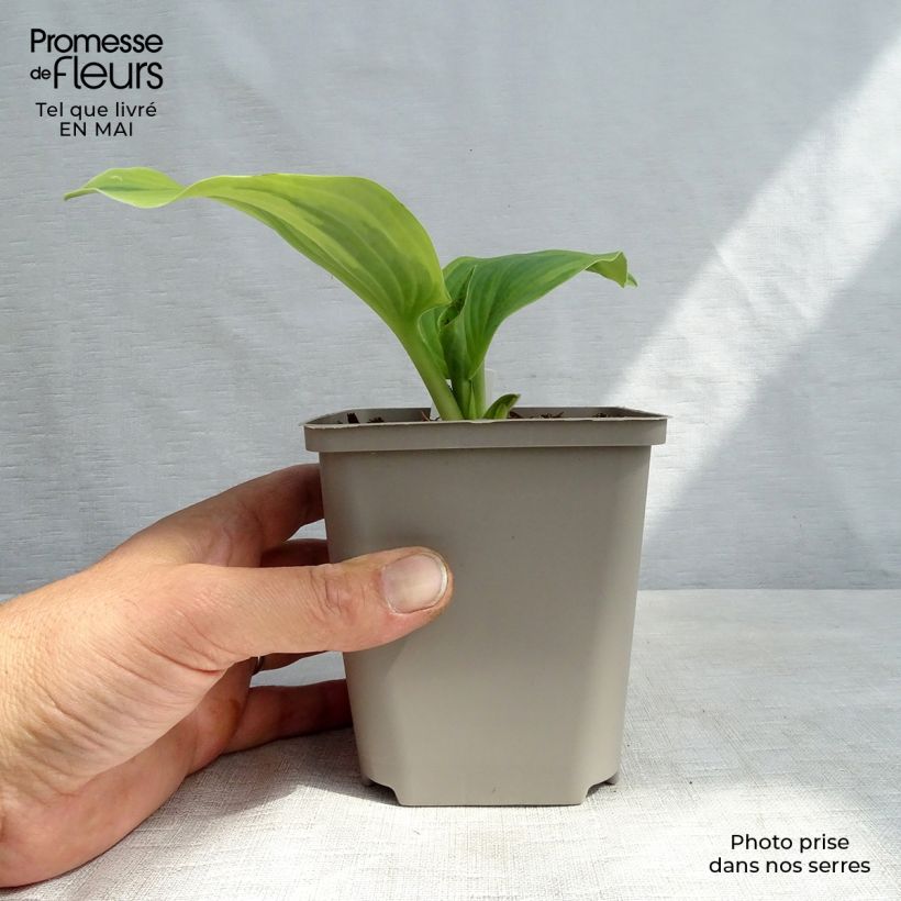 Hosta Earth Angel Vasetto da 8/9 cm esemplare consegnato in primavera