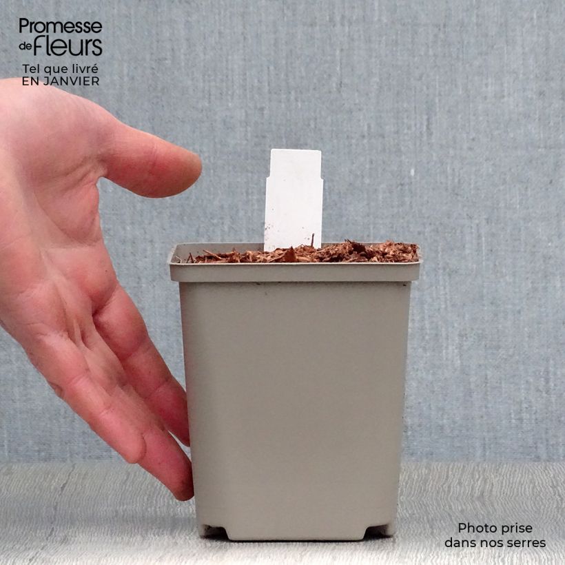 Hosta Earth Angel Vasetto da 8/9 cm esemplare consegnato in inverno