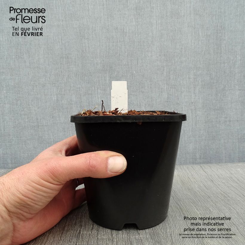 Hosta Electrocution Vaso da 1,5L/2L esemplare consegnato in inverno