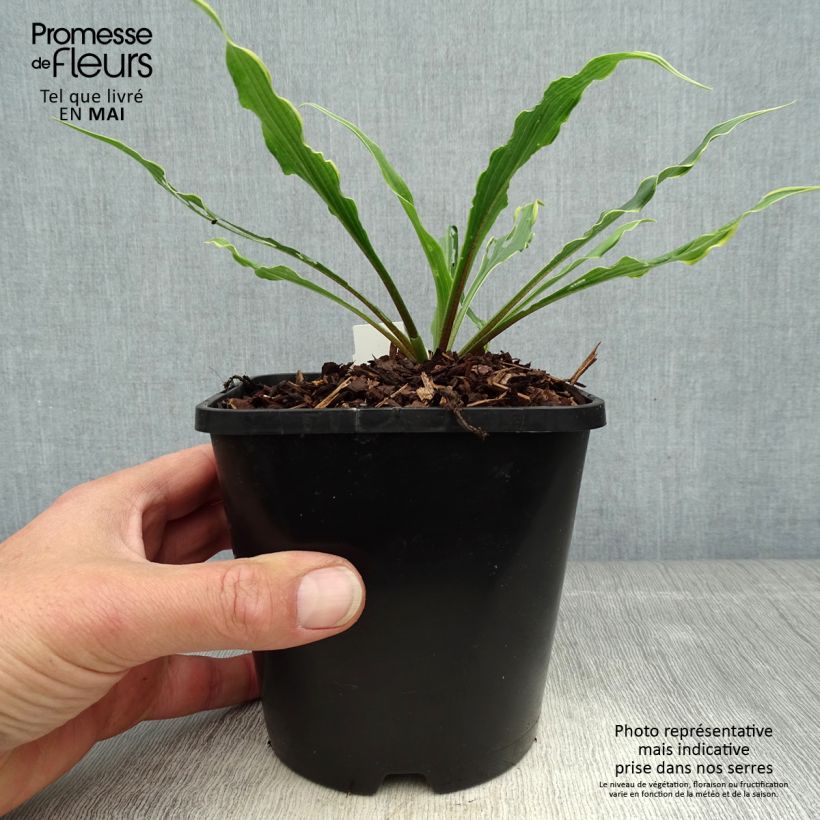 Hosta Electrocution Vaso da 1,5L/2L esemplare consegnato in primavera