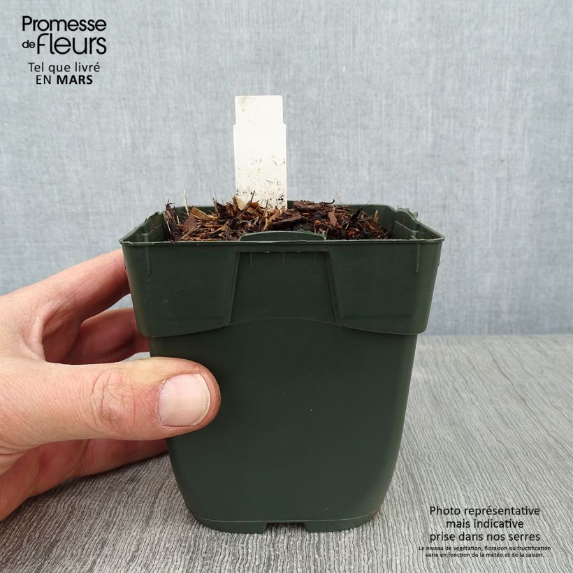 Hosta Elisabeth Vasetto da 8/9 cm esemplare consegnato in inverno