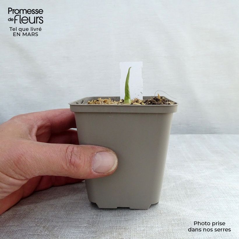 Hosta Empress Wu Vasetto da 8/9 cm esemplare consegnato in inverno