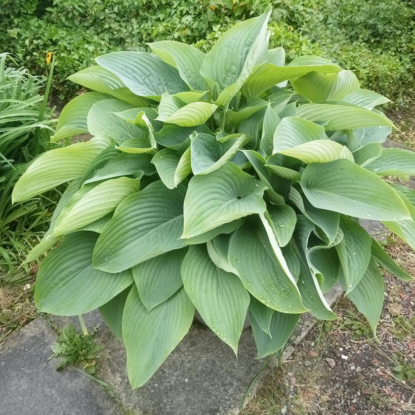 Hosta Empress Wu (Porto)