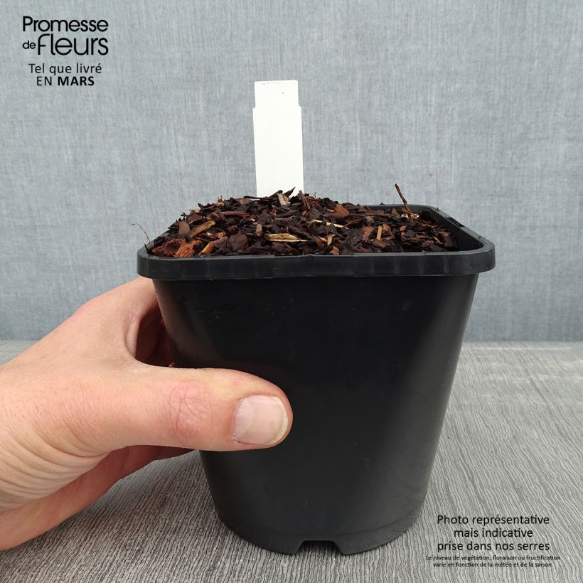 Hosta Empress Wu Vaso da 1,5L/2L esemplare consegnato in inverno