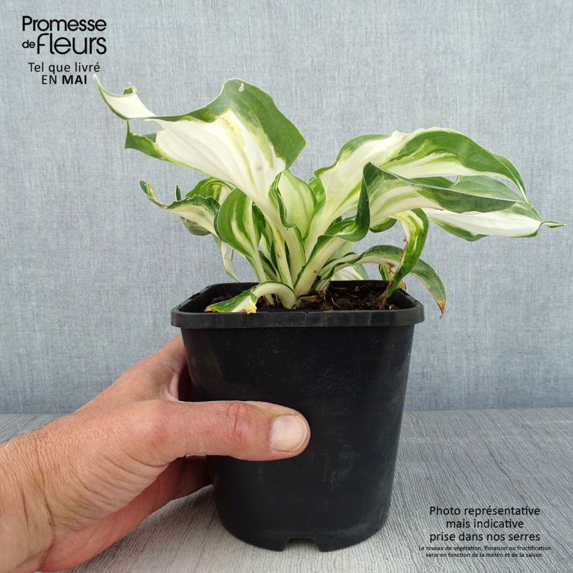 Hosta Enterprise Vaso da 1,5L/2L esemplare consegnato in primavera