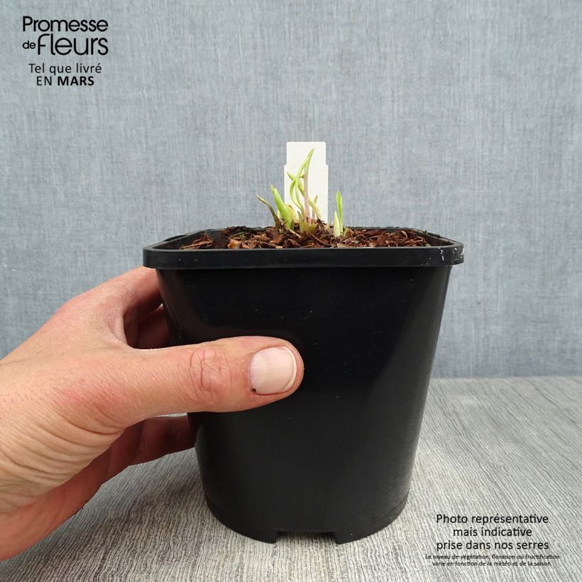 Hosta Faithfull Heart Vaso da 1,5L/2L esemplare consegnato in primavera