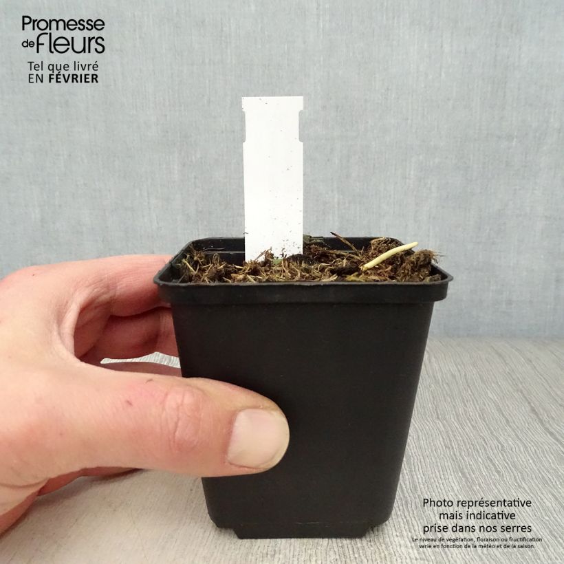 Hosta Fire and Ice Vasetto da 8/9 cm esemplare consegnato in inverno