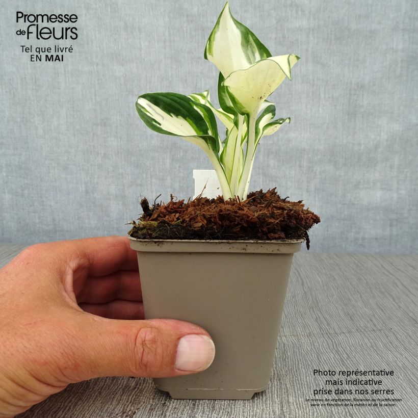 Hosta Fire and Ice Vasetto da 8/9 cm esemplare consegnato in primavera