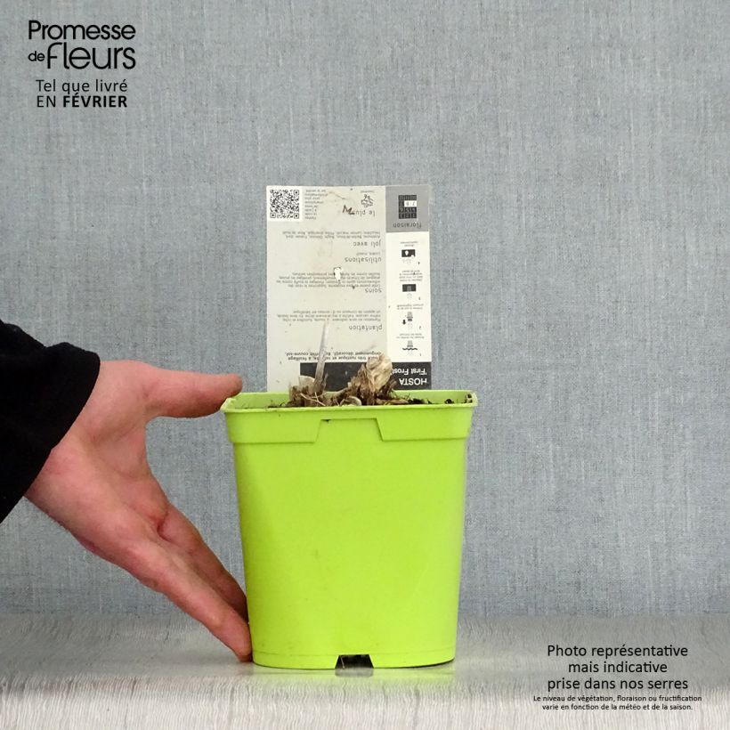 Hosta First Frost Vaso da 2L/3L esemplare consegnato in inverno