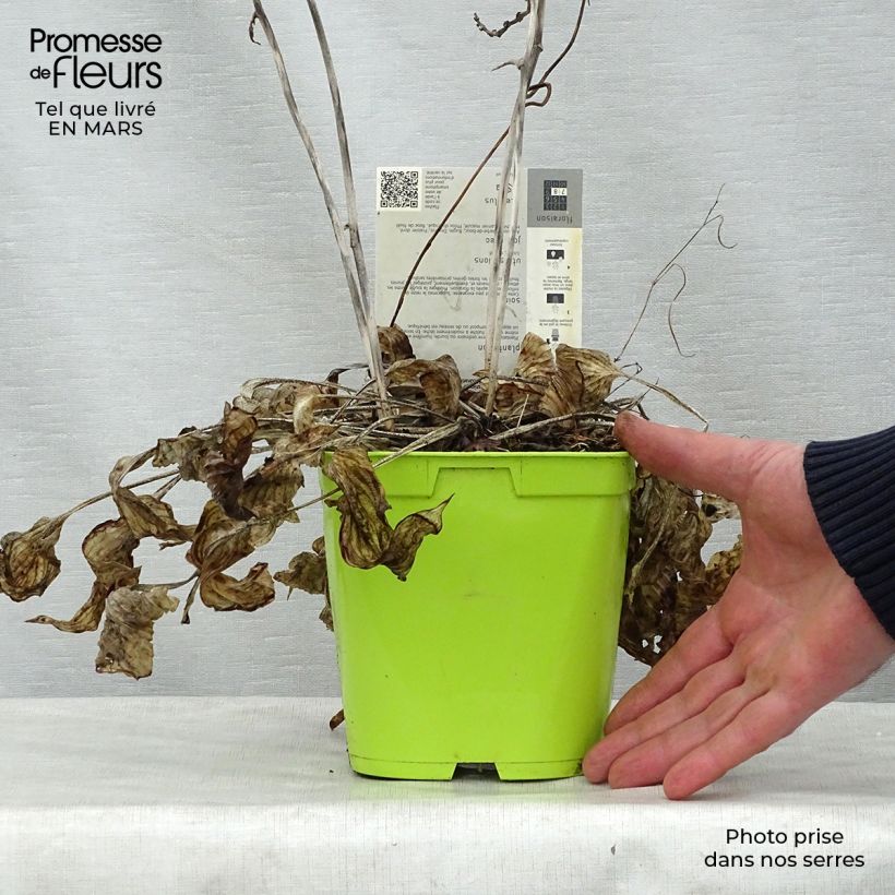 Hosta First Frost Vaso da 2L/3L esemplare consegnato in primavera