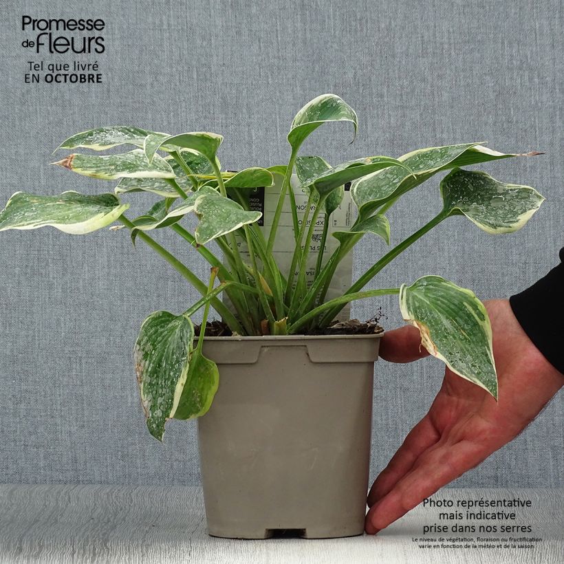Esemplare di Hosta First Frost Vaso da 2L/3L come consegnato in autunno