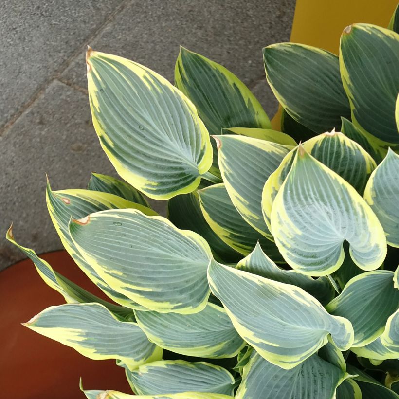 Hosta First Frost (Porto)