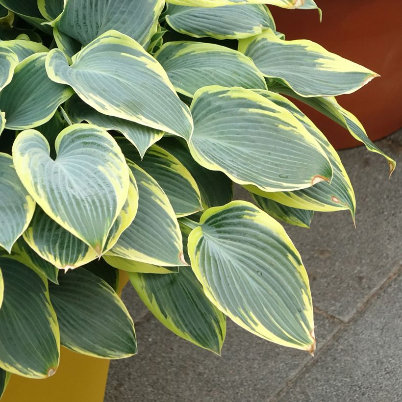 Hosta First Frost (Porto)
