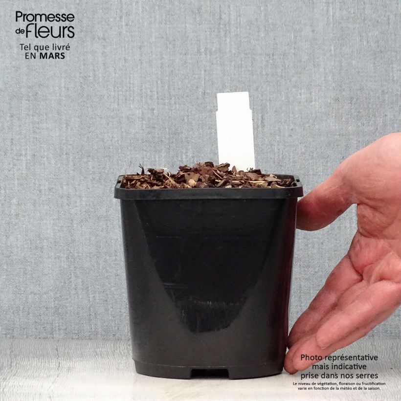 Hosta Forbidden Fruit Vaso da 1,5L/2L esemplare consegnato in primavera