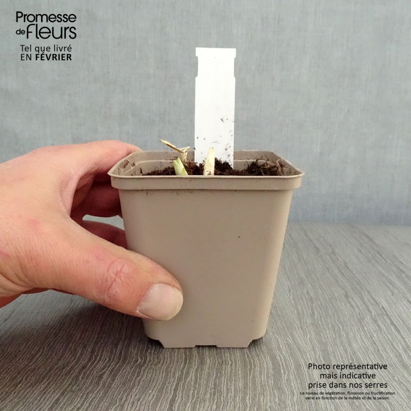 Hosta Fragrant Blue Vasetto da 8/9 cm esemplare consegnato in inverno