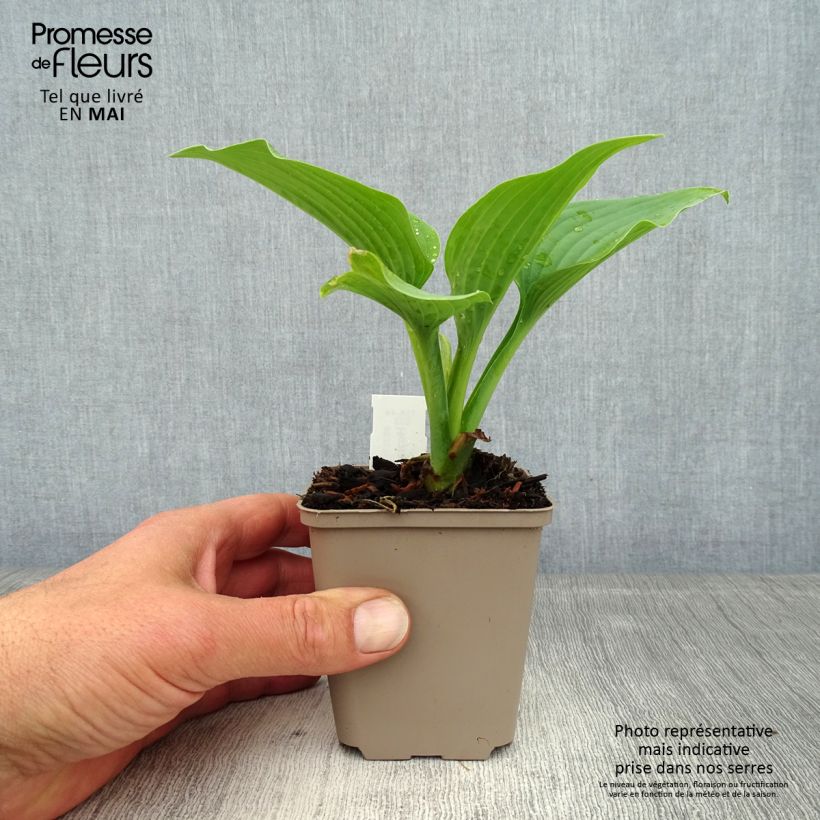 Hosta Fragrant Blue Vasetto da 8/9 cm esemplare consegnato in primavera