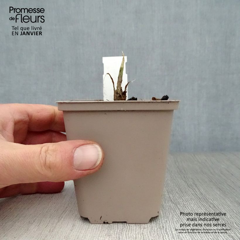 Hosta Fragrant Bouquet Vasetto da 8/9 cm esemplare consegnato in inverno