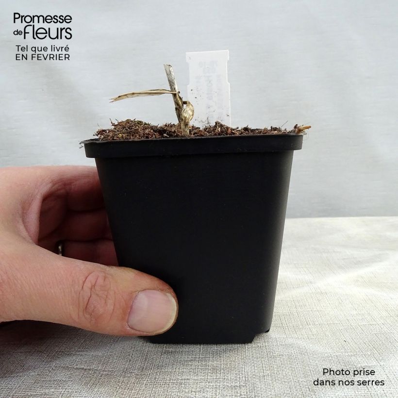 Hosta fortunei Francee Vasetto da 8/9 cm esemplare consegnato in inverno