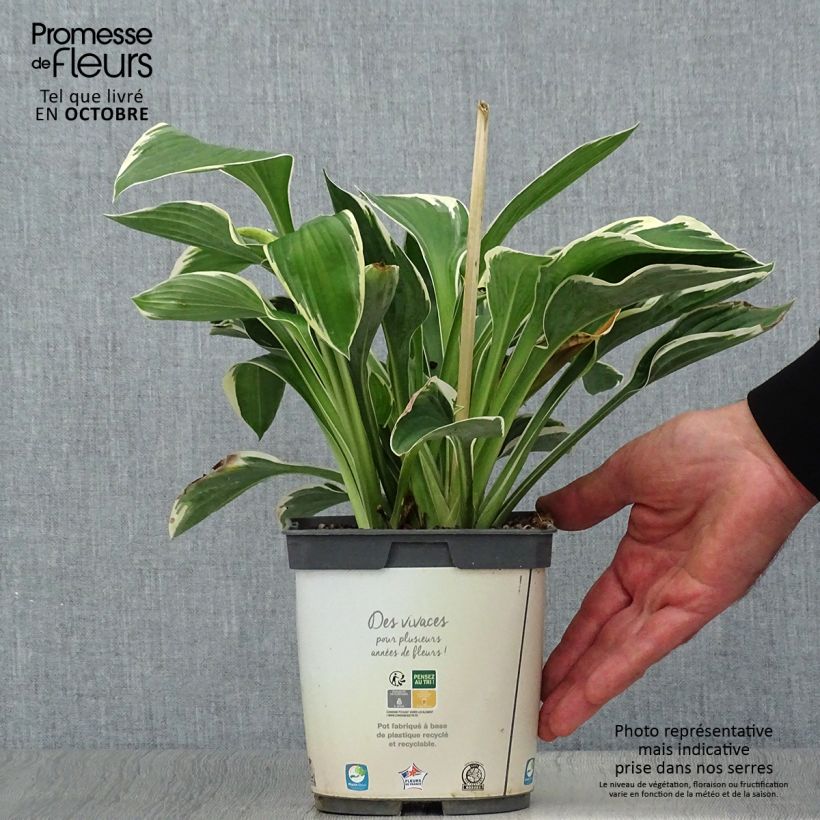 Esemplare di Hosta fortunei Francee Vaso da 2L/3L come consegnato in autunno
