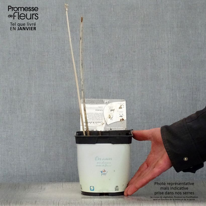 Hosta fortunei Francee Vaso da 2L/3L esemplare consegnato in inverno