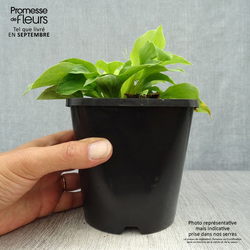 Esemplare di Hosta Golden Needles Vaso da 1,5L/2L come consegnato in autunno
