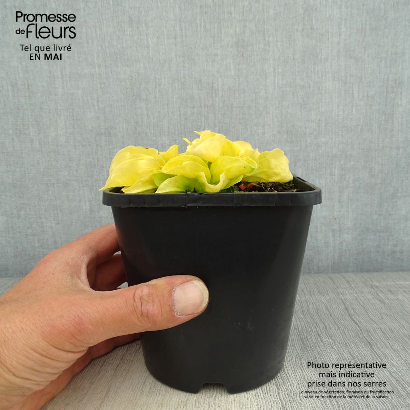 Hosta Golden Needles Vaso da 1,5L/2L esemplare consegnato in primavera