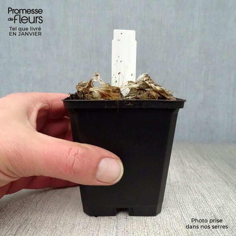 Hosta Golden Tiara Vasetto da 8/9 cm esemplare consegnato in inverno