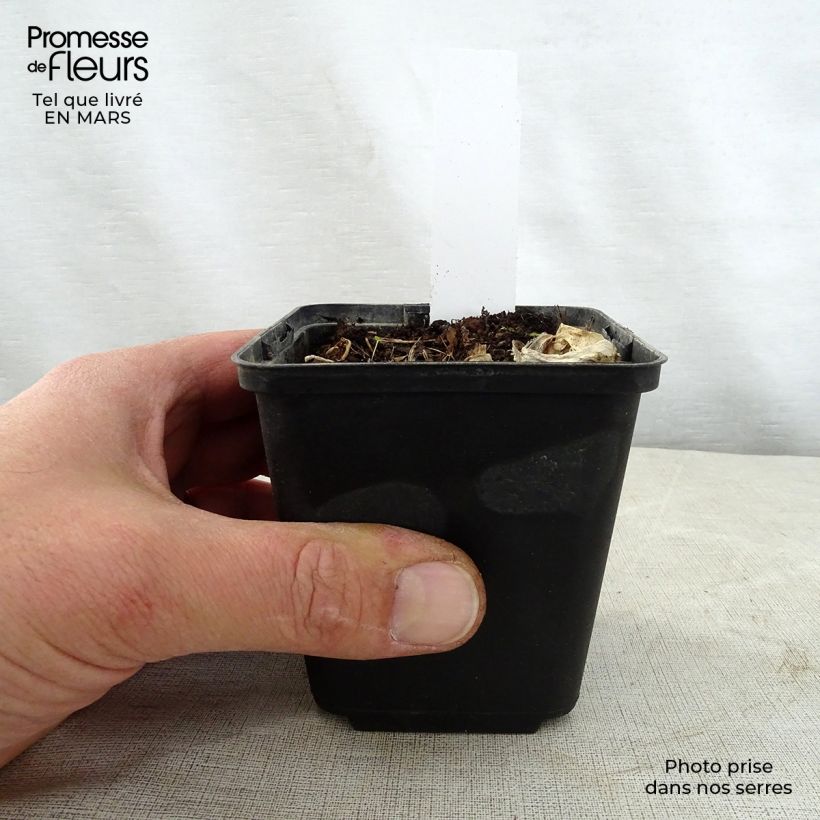 Hosta Grand Marquee Vasetto da 8/9 cm esemplare consegnato in primavera