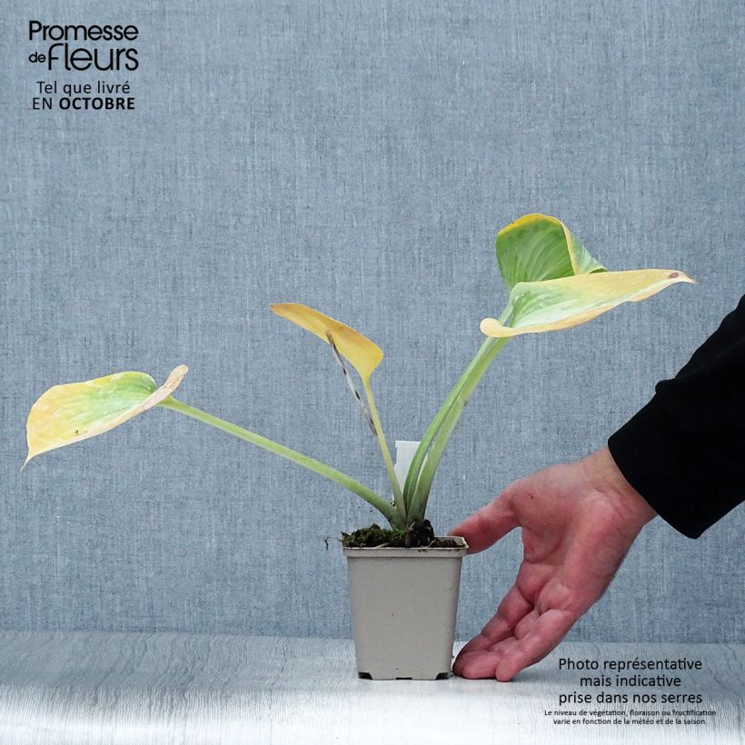 Esemplare di Hosta Grand Marquee Vasetto da 8/9 cm come consegnato in autunno