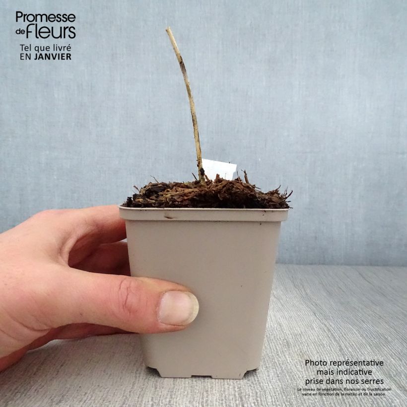 Hosta Grand Marquee Vasetto da 8/9 cm esemplare consegnato in inverno